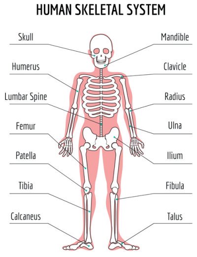 The Skeletal System