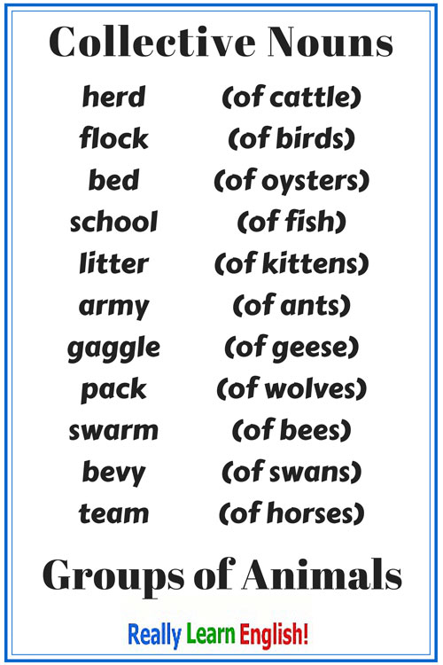 Chart Of Collective Noun