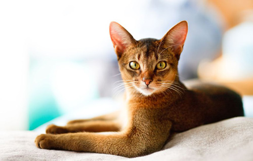 The Abyssinian Cat