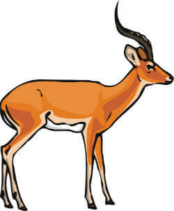 A gazelle