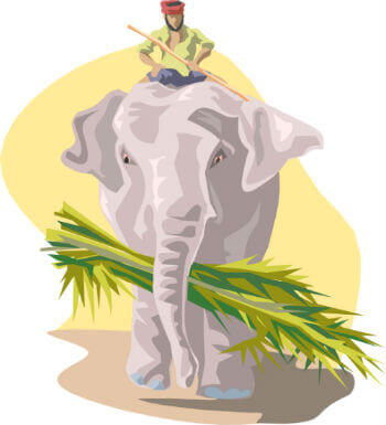 elephant