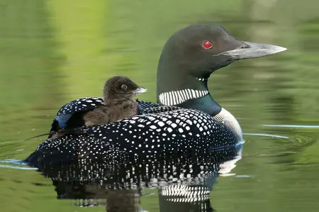 Baby Loon riding on mother's back