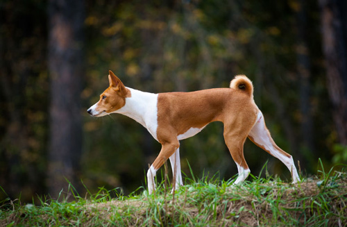 Basenji