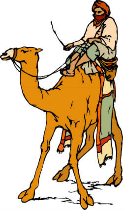 Camel