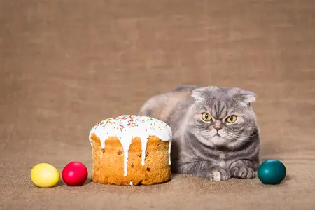 A cat with paska, Easter sweet bread
