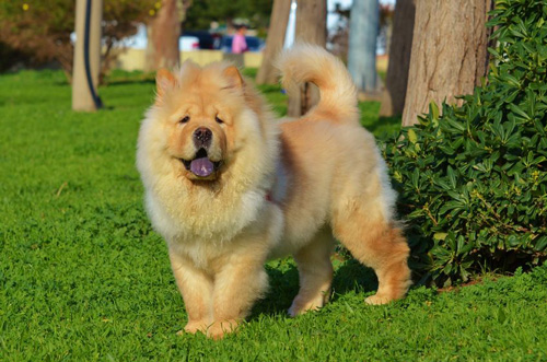 Chow Chow