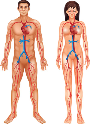 The Circulatory System