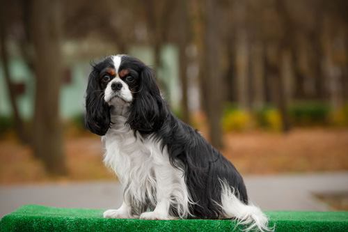 Cocker Spaniel