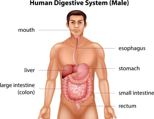 The Digestive System