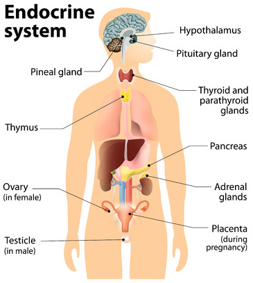 The Endocrine System