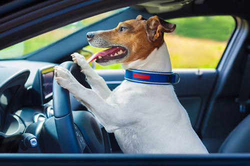 dog driving a steering wheel