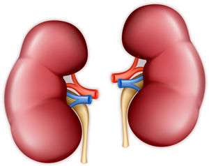 The Excretory System