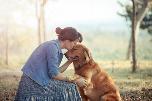 Golden Retriever