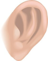 ear