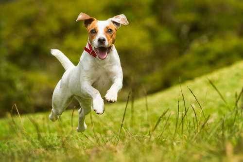 Jack Russell Terrier