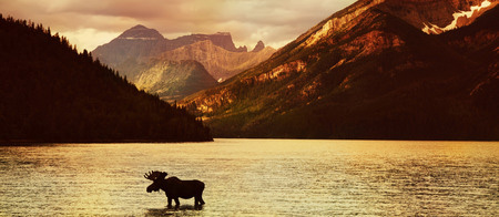 Moose in Lake at sunset