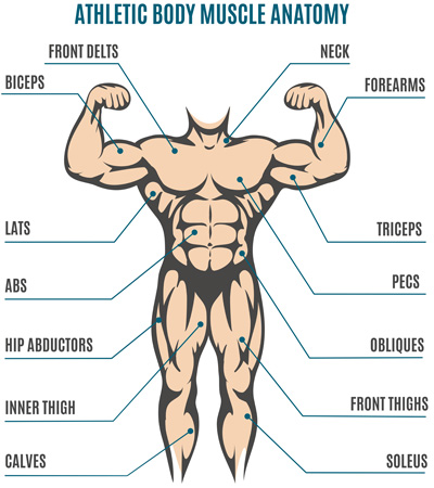 The Muscular System