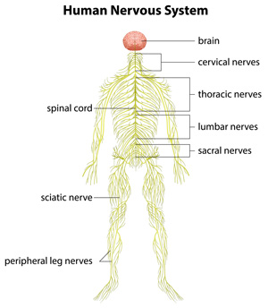 The Nervous System