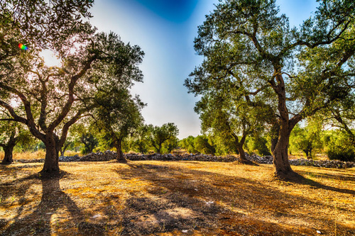 The Mediterranean Climate