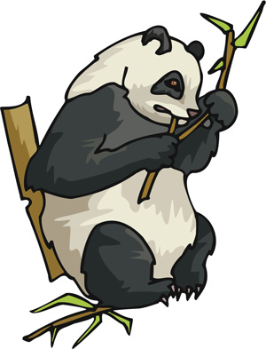 a panda bear