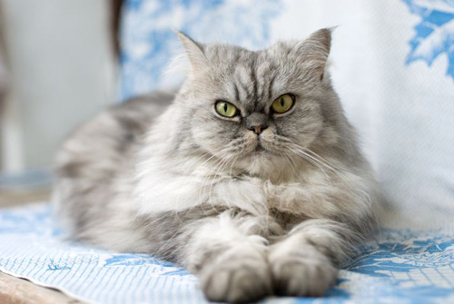 Persian cat