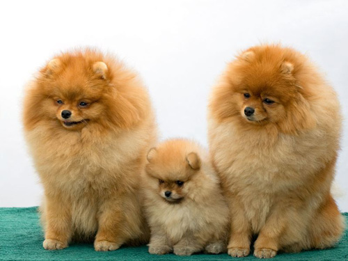 Pomeranian