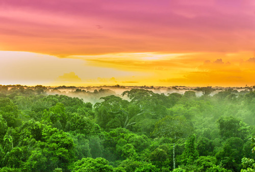 Rainforest trees in Brazil