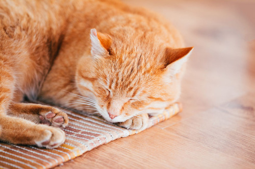 Orange Tabby Cats