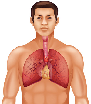 The Respiratory System