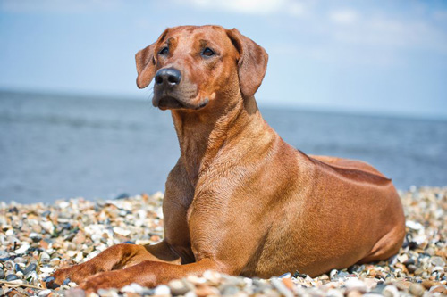 Rhodesian Ridgeback