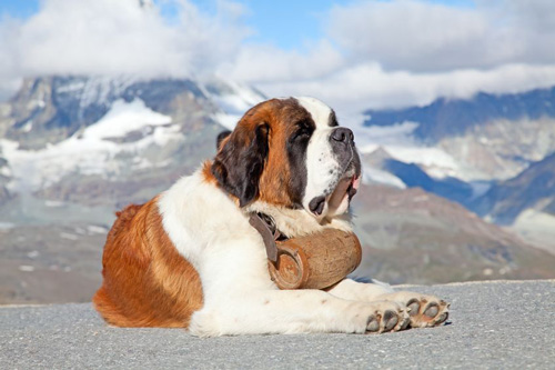 Saint Bernard