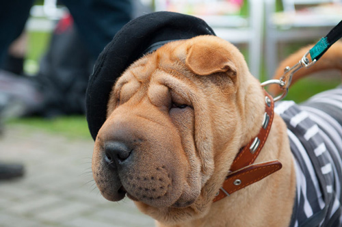 Shar-Pei