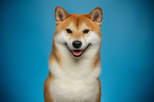 Shiba Inu