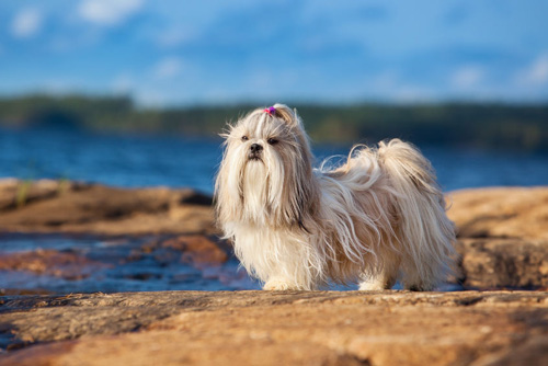 Shih Tzu