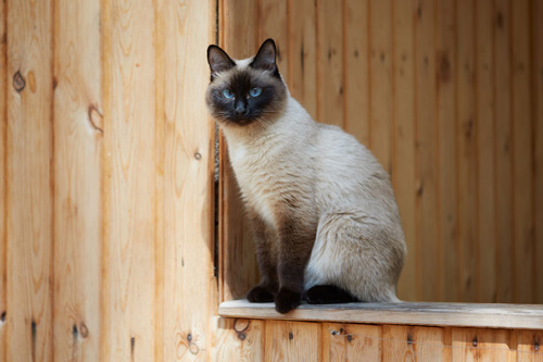 Siamese cat