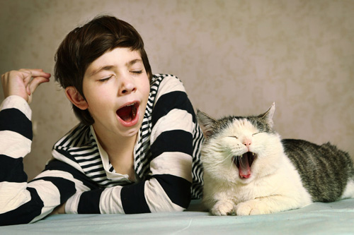 a siberian cat and a boy yawn