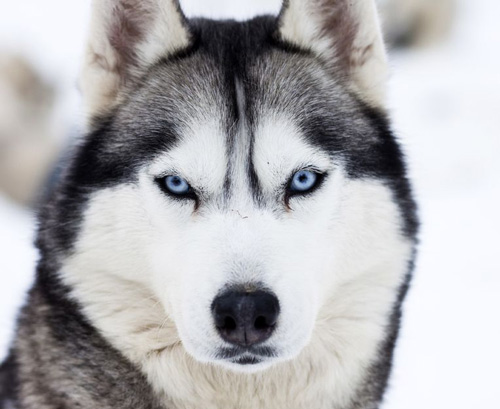 Siberian Husky