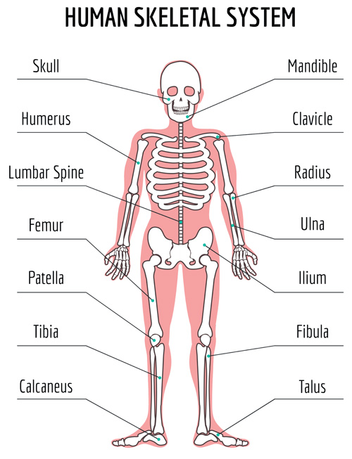The Skeletal System