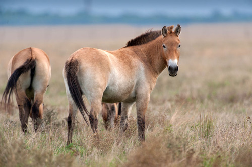 steppes