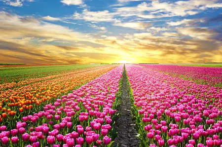 Sunrise over tulip field in the Netherlands