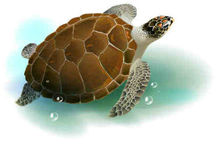 turtle