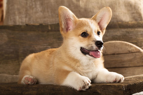 Welsh Corgi