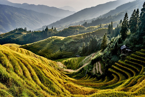 Rice terraced fields of Wengjia longji Longsheng Hunan China