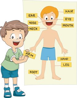 Parts of the Body in English