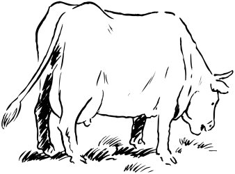 A cow eating grass
